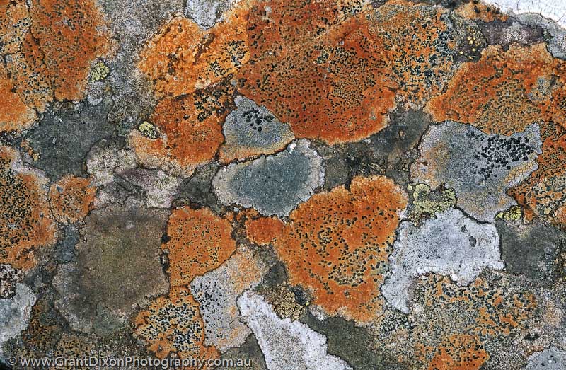 image of Highland lichen