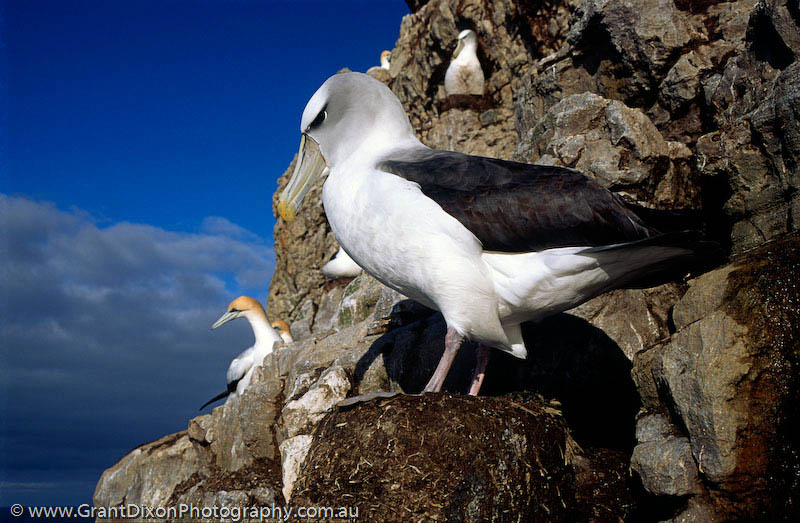 image of Pedra Branca Albatross 1