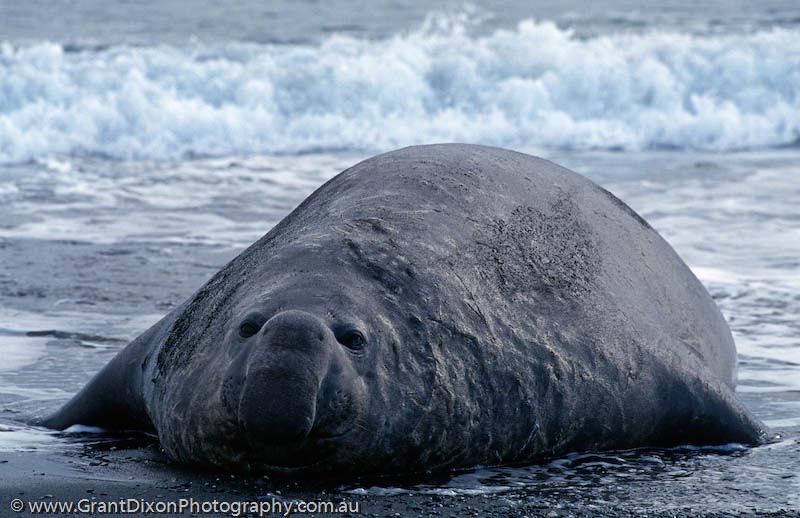 image of Elephant seal bull 2