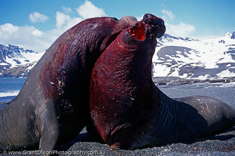 antarctica elephant seals