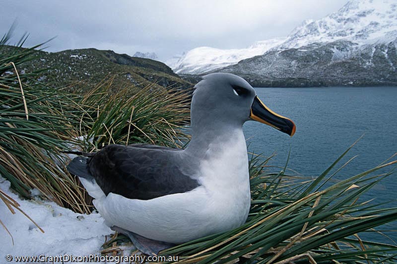 image of Grey-head albatross 1, SG