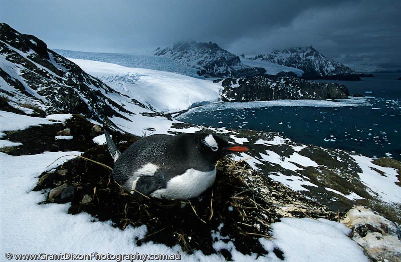 image of Gentoo penguin and glacier