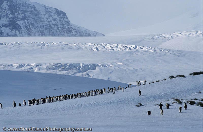 image of King penguin & glacier, SG