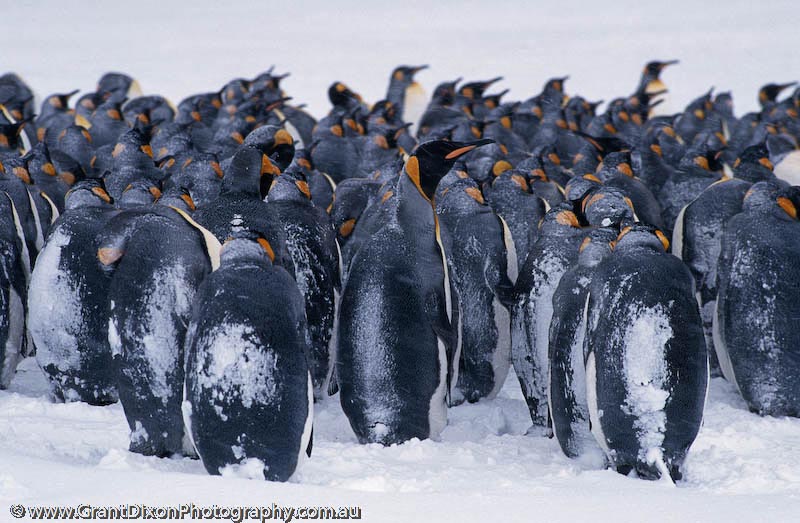 image of King penguins in blizzard, SG