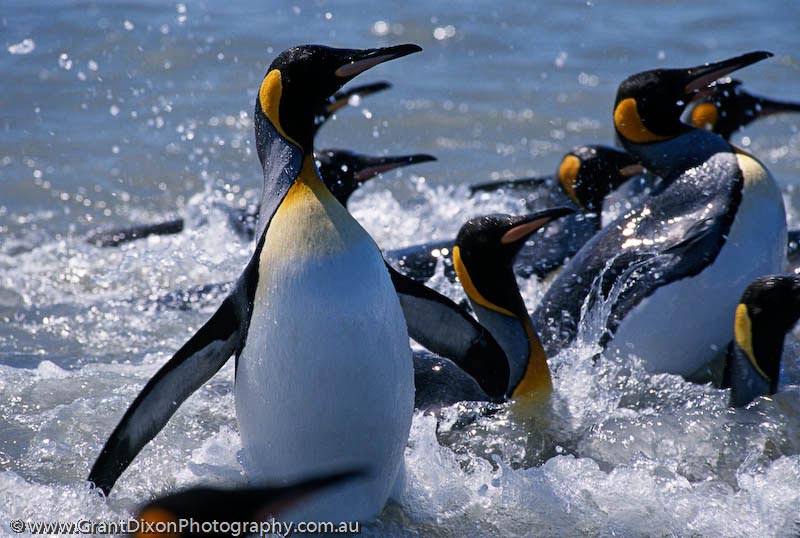 image of King penguins in water, SG