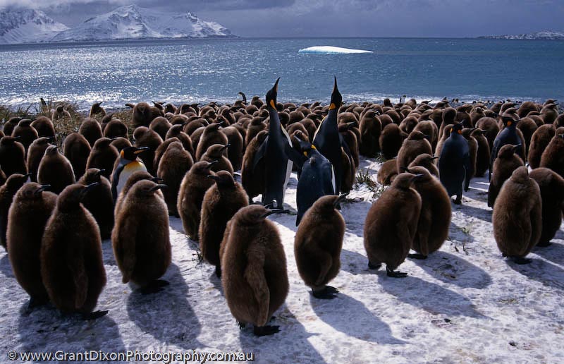 image of King penguin chicks on beach, SG