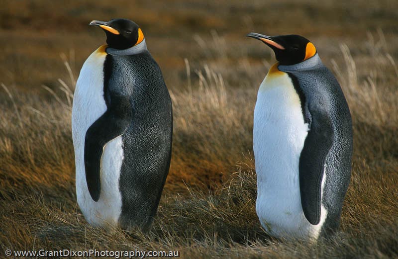 image of King penguins on grass, SG