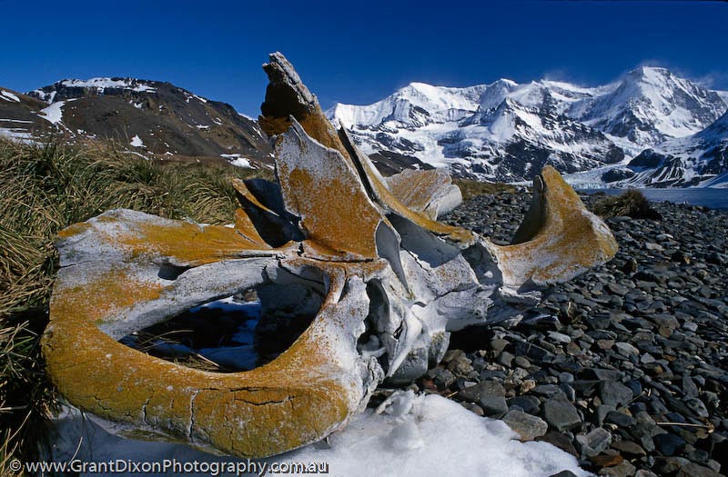 image of Whale skull and Mt Paget