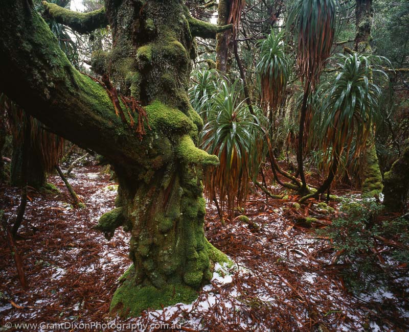 image of King Billy rainforest & snow