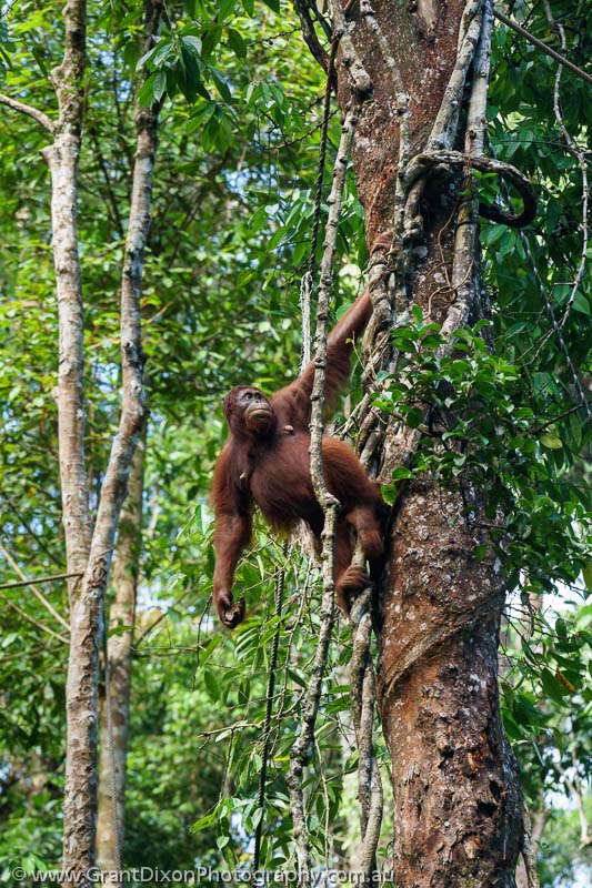 image of Semenggoh Orangutan 2