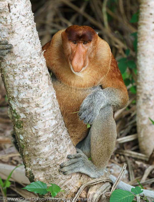 image of Proboscis Monkey 1