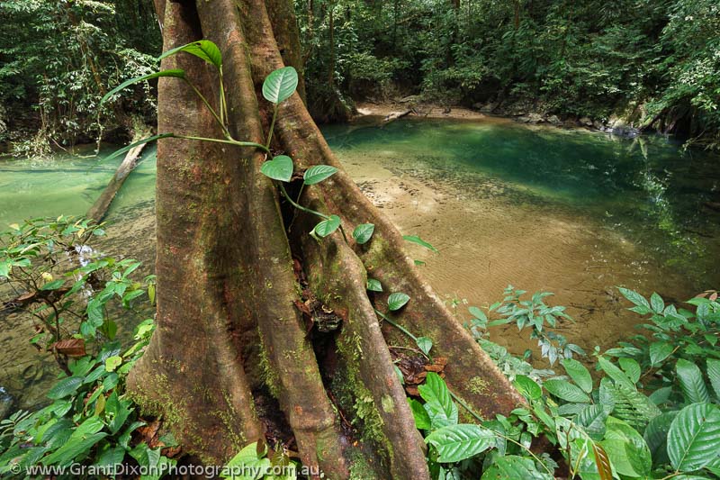 image of Mulu tree & pool