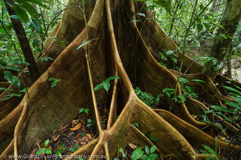 image of Mulu rainforest 6