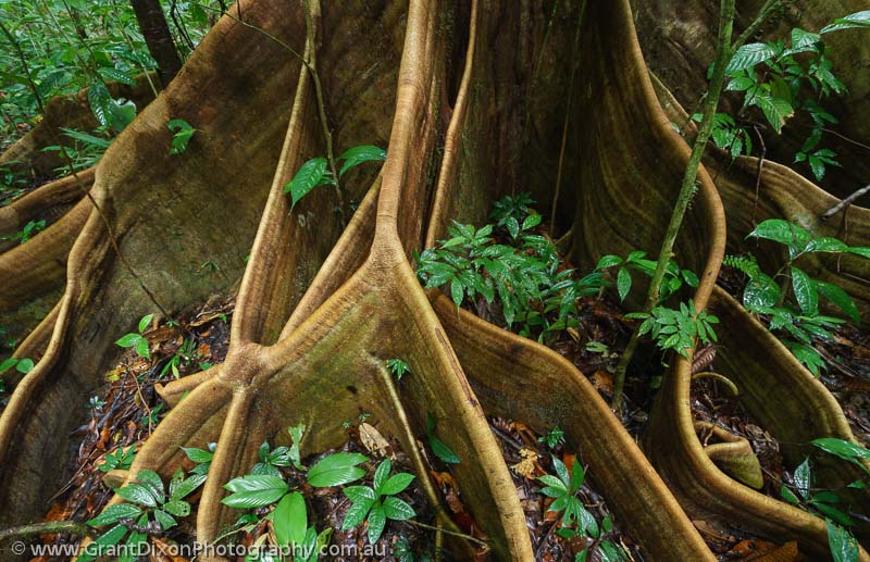 image of Mulu buttress root detail