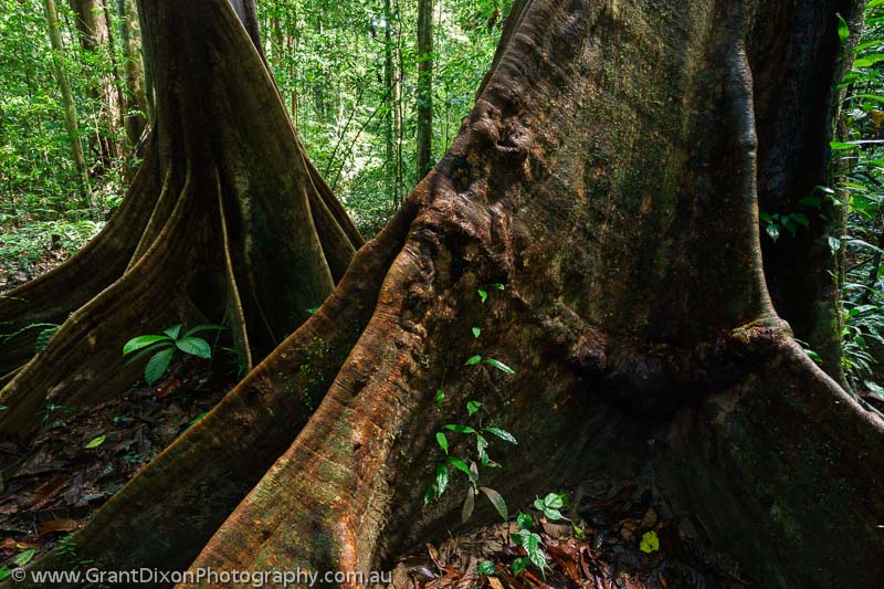 image of Mulu rainforest 8