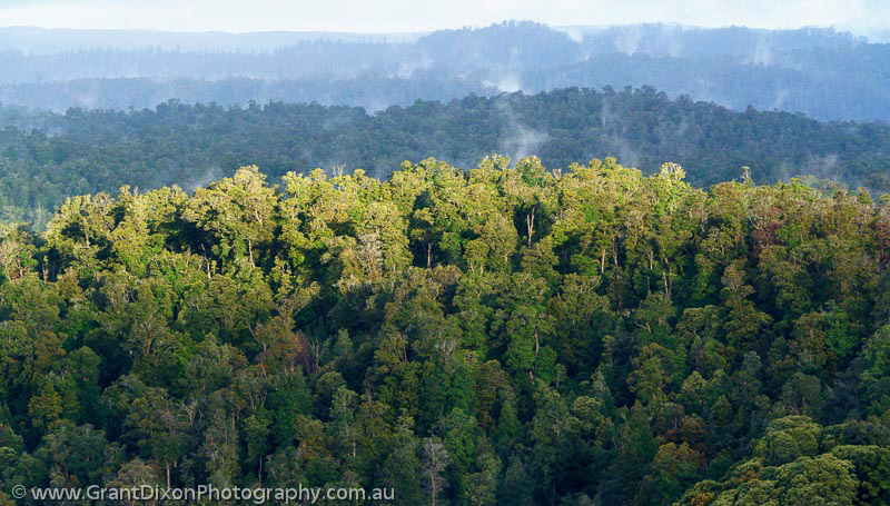 image of Tarkine rainforest 1