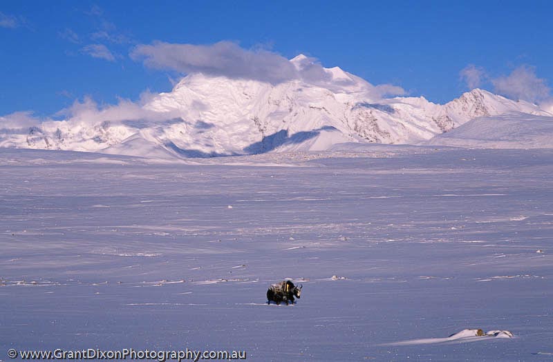 image of Yak in snow