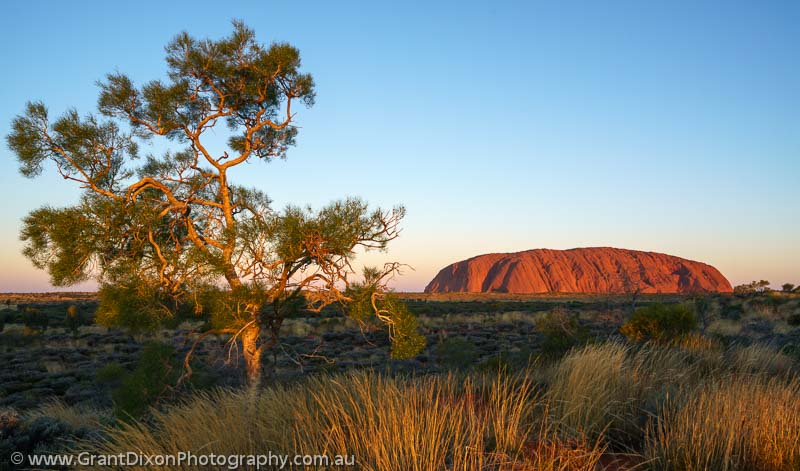 image of Uluru sunset Desert Oak
