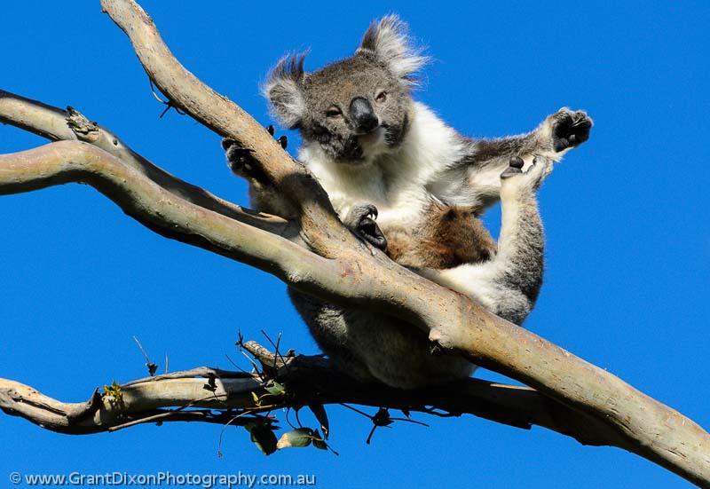 image of Otway Koala 1