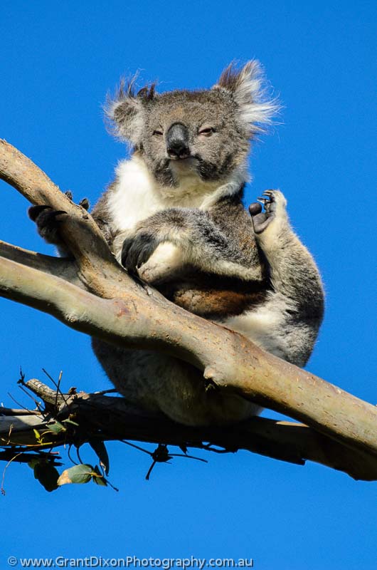 image of Otway Koala 2
