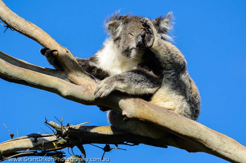 image of Otway Koala 3