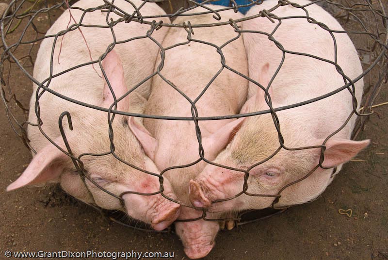 image of Hue market pigs