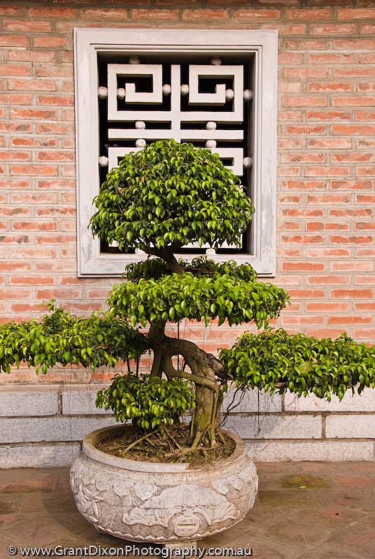image of Hanoi Temple of Literature bonsai