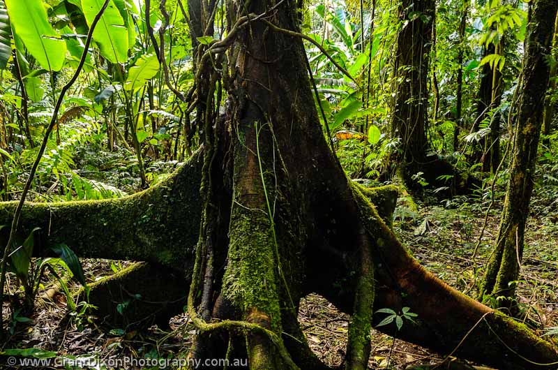 image of Malekula rainforest roots 1