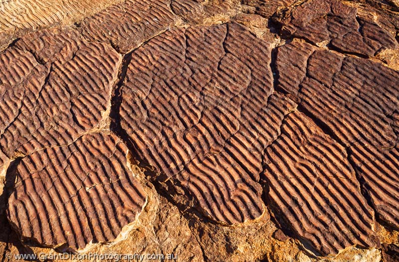 image of Watarrka sandstone ripples 1