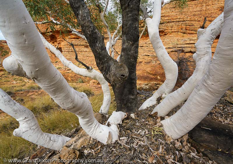 image of Watarrka white trunks