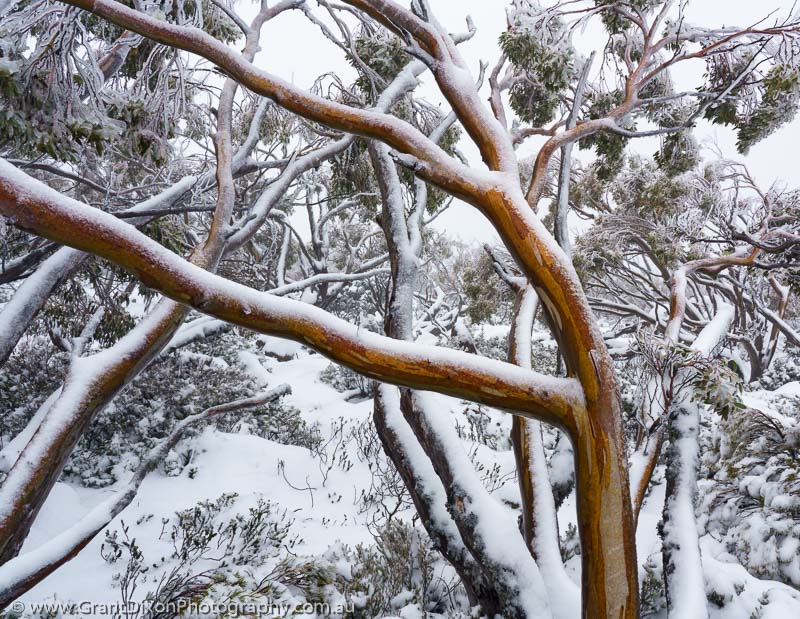 image of kunanyi winter snowgum