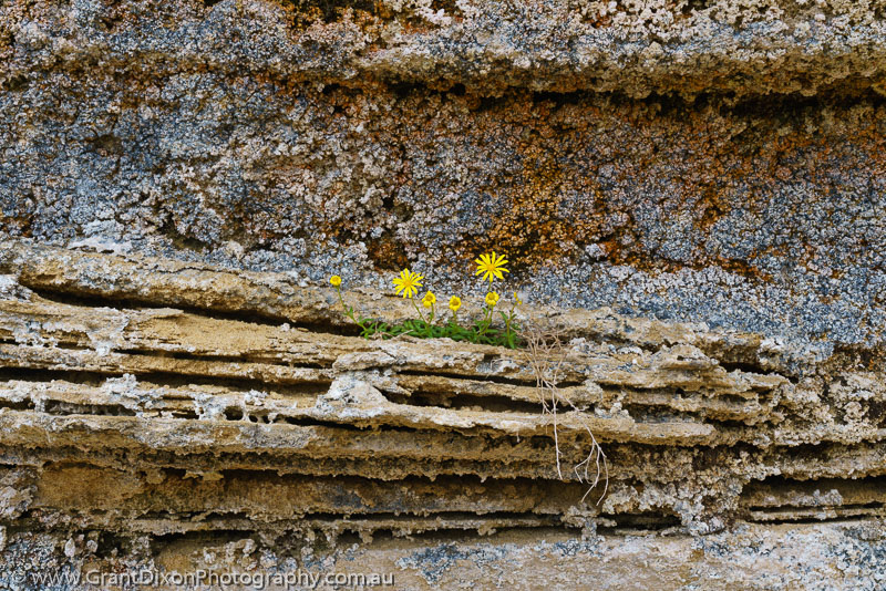 image of High Rocky aeolianite