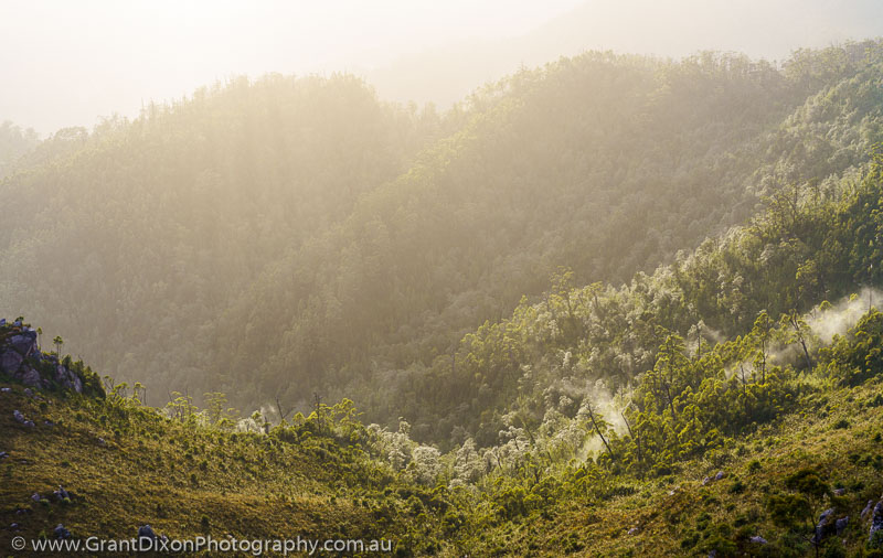 image of Gordon rainforest dawn