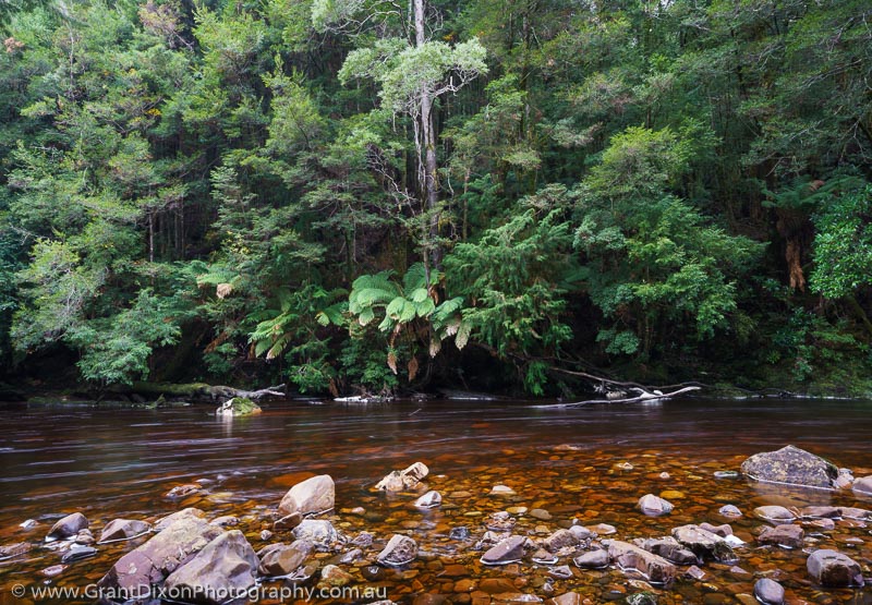 image of Wilson River rainforest 2