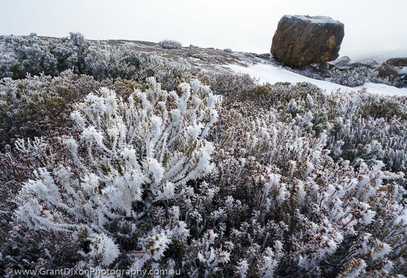 image of Ophel frosted shrub