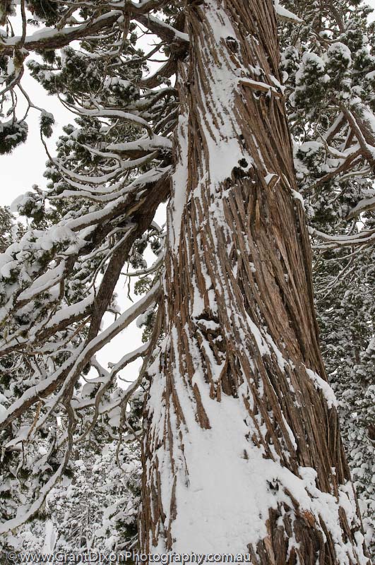 image of Icy Pencil Pine 1