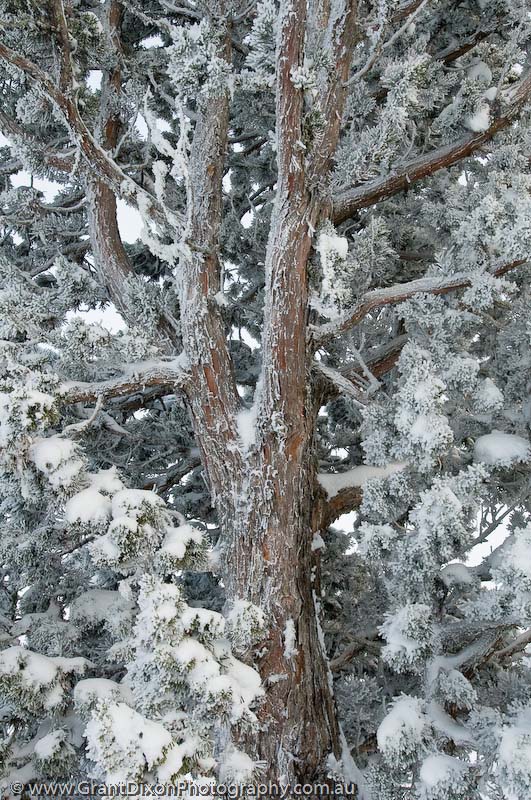 image of Icy Pencil Pine 2