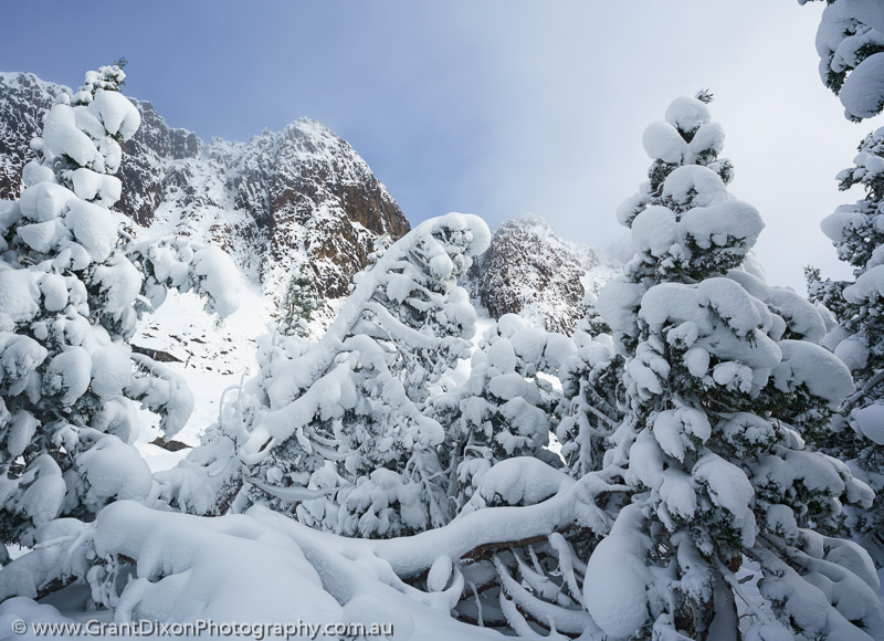 image of Snow-laden Pencil Pines 2