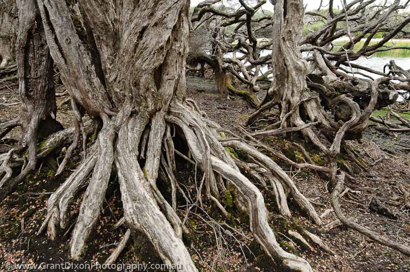 image of Lagoon stilt roots
