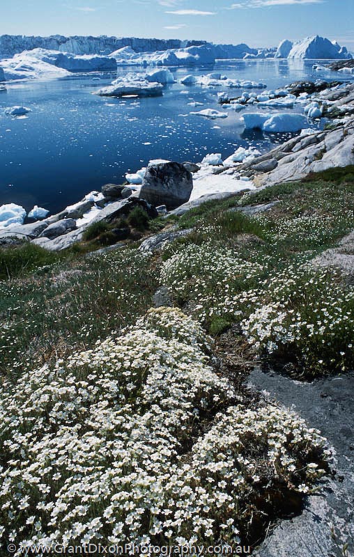 image of Ilulissat ice flowers