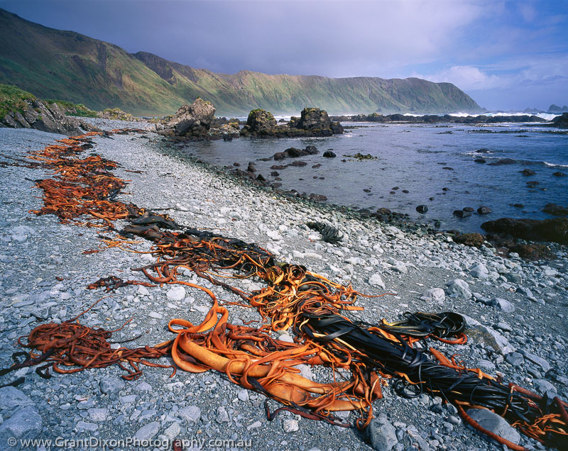 image of Davis Bay kelp, MI