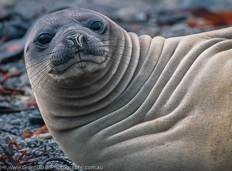 image of Elephant seal 1