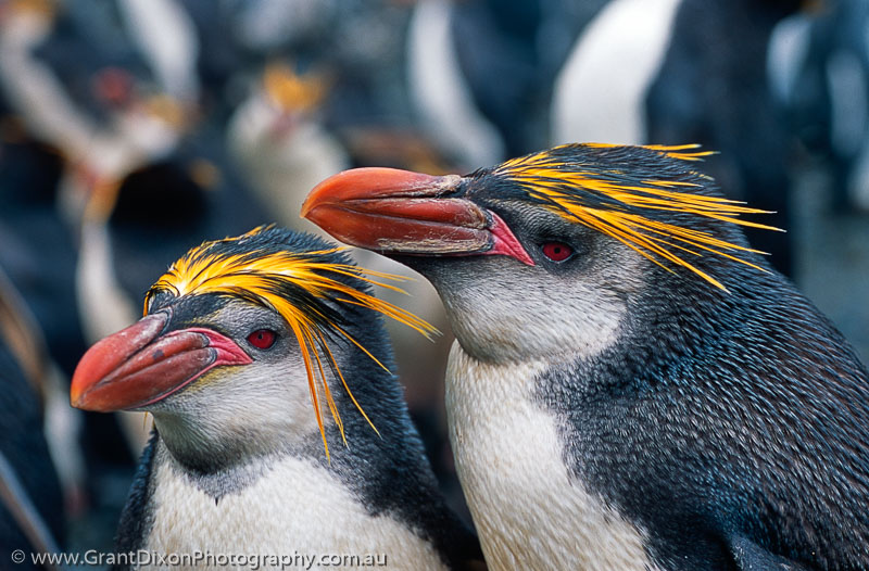 image of Royal penguin pair 2