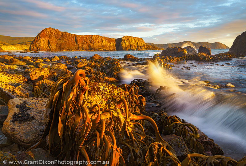 image of Lion Rock & kelp sunset