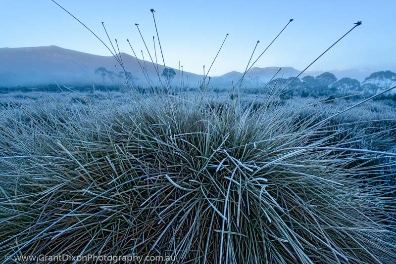 image of Rasselas buttongrass dawn