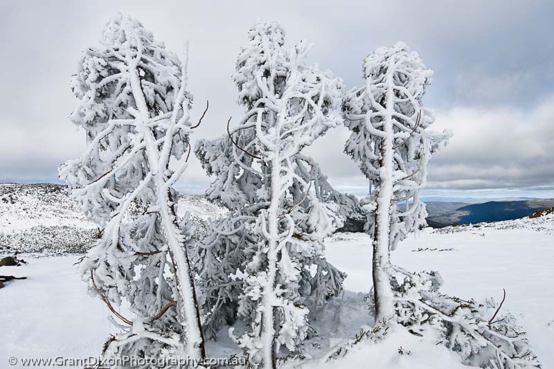 image of Mt Field frozen Pencil Pines