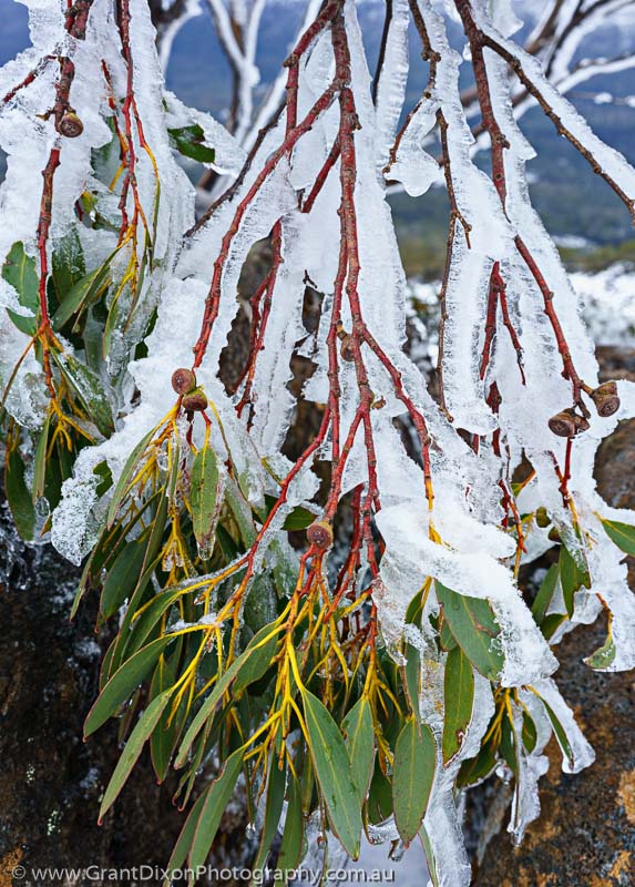 image of Icy Eucalypt leaves