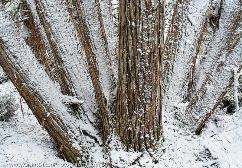 image of Snowy Pencil Pine 1