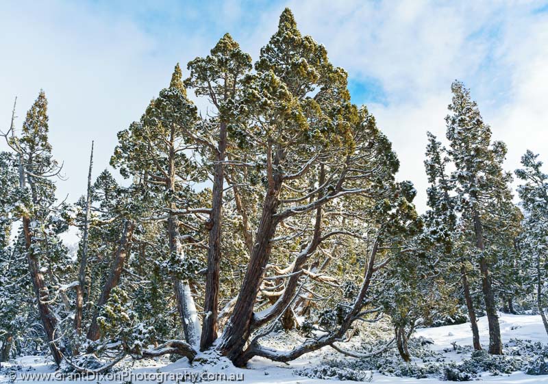 image of Snowy Pencil Pine 4