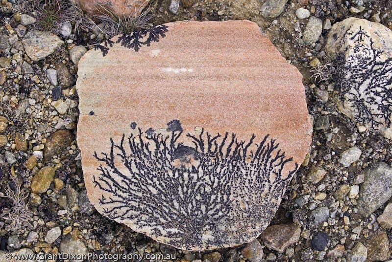 image of Dendritic lichen